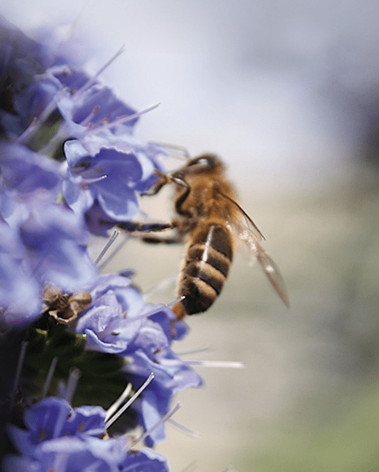 Honigbiene sammelt Nektar an violetten Blüten – natürlicher Rohstoff für die Lebzelterei.
