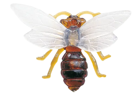Wachsbiene